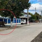 Urs cu cinci picioare, Campina