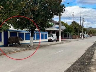 Poza creată cu AI, în care apare un urs cu cinci picioare, a mobilizat jandarmii din Câmpina. Oamenii au primit și mesaje RO-Alert