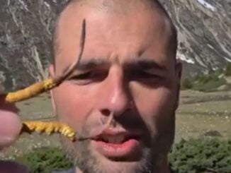 Descoperire rară în Himalaya. Un polonez a găsit ciuperca omidă, care poate ajunge în China la peste 100.000 de dolari kilogramul