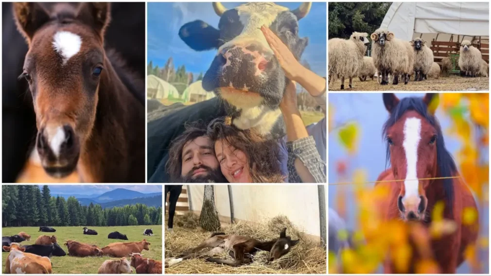 Un cuplu din București s-a mutat în Bucovina și a salvat aproape 150 de animale. Acum cere ajutor pentru hrana lor: un mânz de 11 zile se numără printre locatari