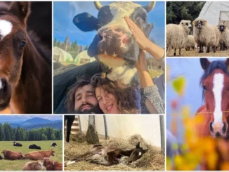 Un cuplu din București s-a mutat în Bucovina și a salvat aproape 150 de animale. Acum cere ajutor pentru hrana lor: un mânz de 11 zile se numără printre locatari