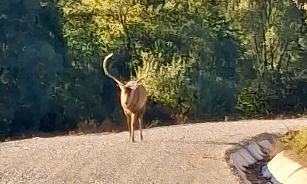 Bărbat atacat de cerb în timp ce mergea pe stradă VIDEO