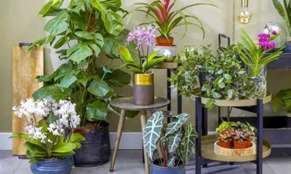 Când trebuie aduse plantele de pe balcon în casă. Temperatura care le poate distruge înainte de primul îngheț