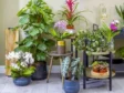 Când trebuie aduse plantele de pe balcon în casă. Temperatura care le poate distruge înainte de primul îngheț