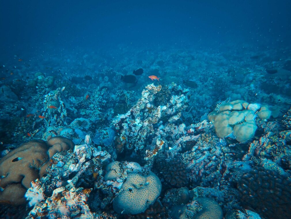 Valurile de căldură marine schimbă viața pescarilor din Europa