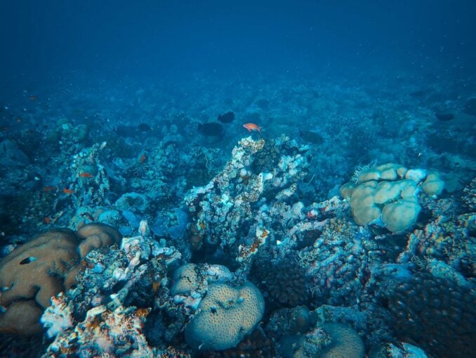 Valurile de căldură marine schimbă viața pescarilor din Europa