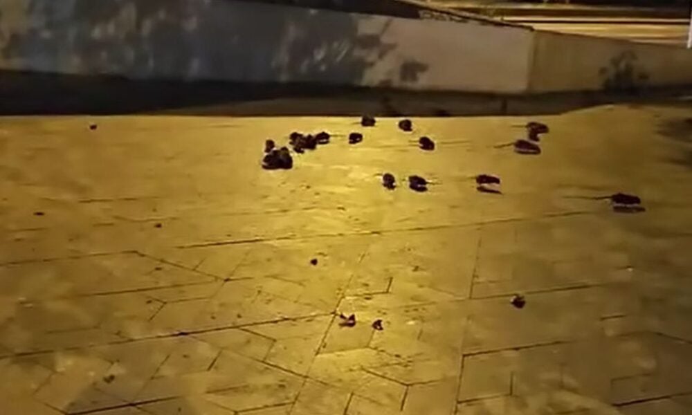 Imagini virale pe internet cu centrul Bucureștiului invadat de șobolani VIDEO