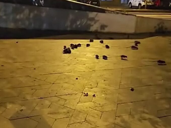 Imagini virale pe internet cu centrul Bucureștiului invadat de șobolani VIDEO