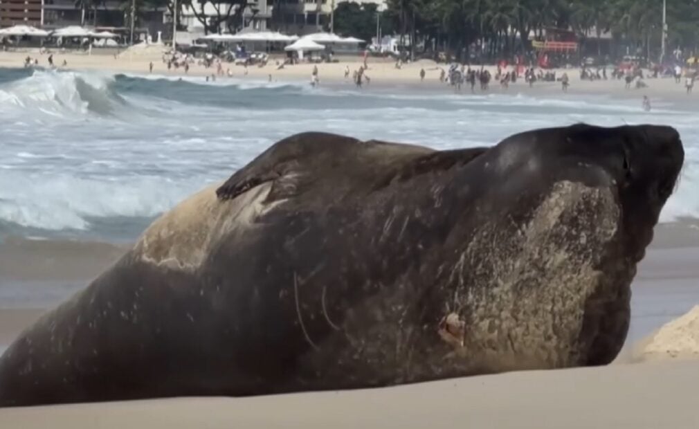 Vizitator surpriză pe plaja Copacabana: un elefant de mare a făcut spectacol în Rio