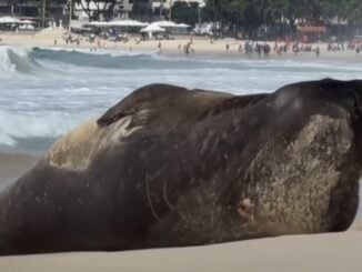 Vizitator surpriză pe plaja Copacabana: un elefant de mare a făcut spectacol în Rio