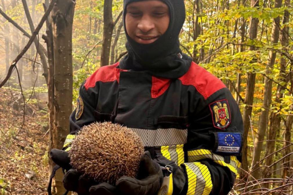 Sonic, ariciul care a avut o singură șansă în fața focului. Un pompier l-a găsit la timp și i-a salvat viața