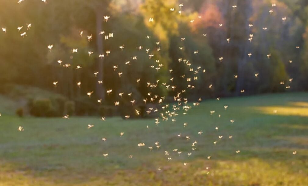 Cercetătorii au creat o „toaletă pentru țânțari” ca să depisteze virusuri. Ce au descoperit în excrementele insectelor