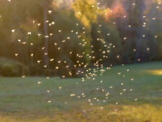 Cercetătorii au creat o „toaletă pentru țânțari” ca să depisteze virusuri. Ce au descoperit în excrementele insectelor