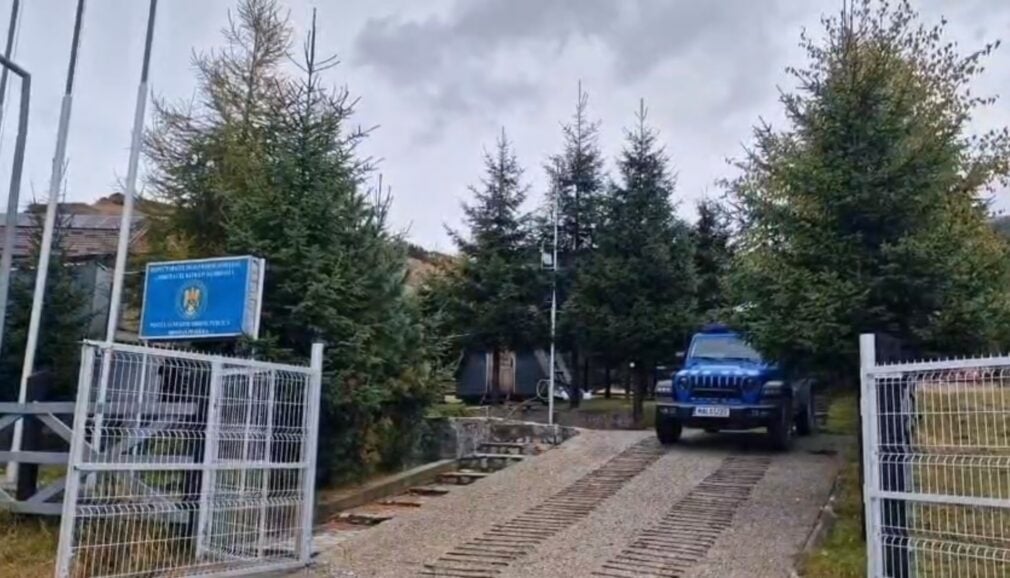VIDEO Brad de nuntă cu iz de dosar penal. Doi bărbați au tăiat ilegal 20 de molizi pentru a respecta tradiția