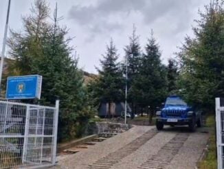 VIDEO Brad de nuntă cu iz de dosar penal. Doi bărbați au tăiat ilegal 20 de molizi pentru a respecta tradiția