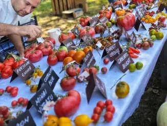 Colecționarul de Arome. Povestea românului care a adunat aproape 3.000 de soiuri de tomate și transformă semințele în povești
