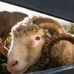 Imagine ilustrativă cu ovine