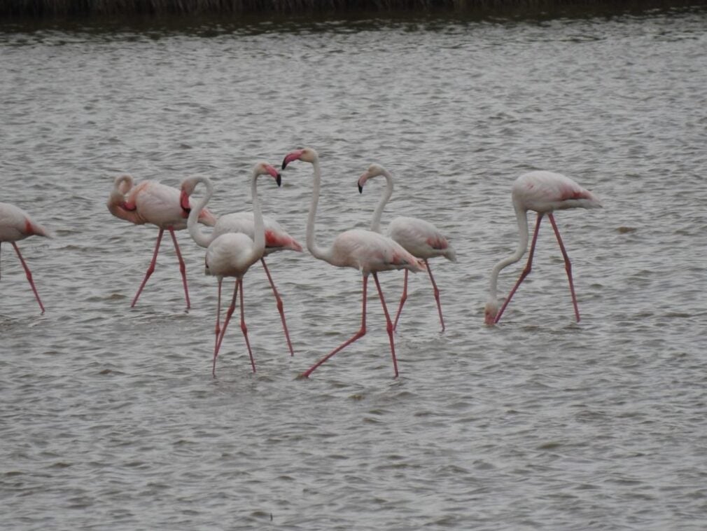 VIDEO De la oaspeți rari la locuitori statornici: de ce s-ar putea stabili definitiv la Techirghiol păsările flamingo