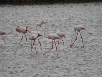 VIDEO De la oaspeți rari la locuitori statornici: de ce s-ar putea stabili definitiv la Techirghiol păsările flamingo