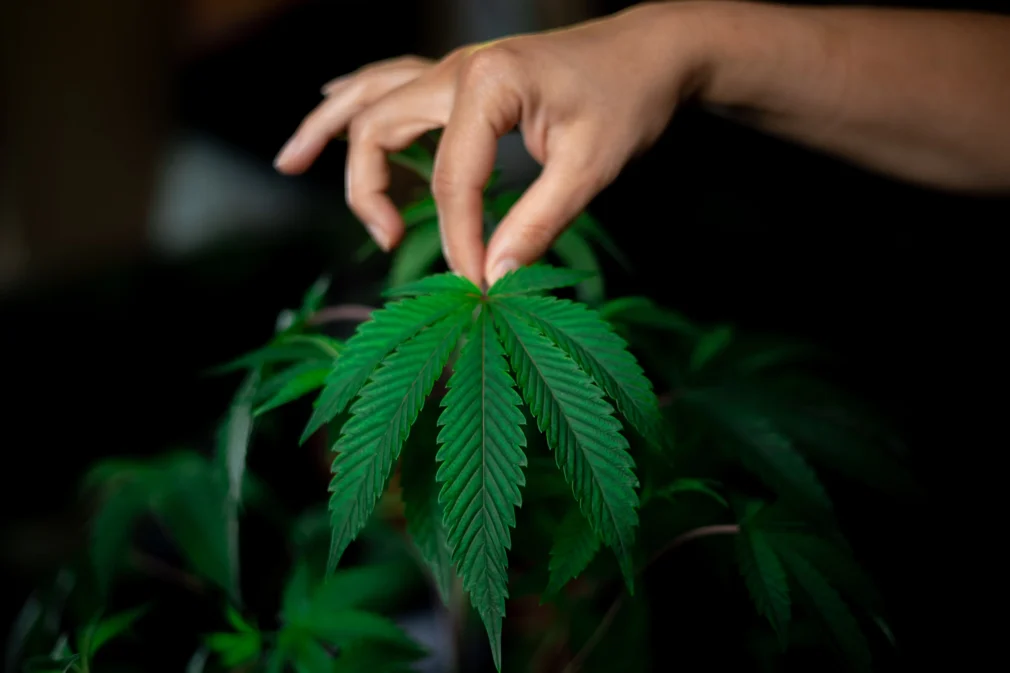„Criminalizarea alcoolului”. Ironia prin care Partidul SENS îndeamnă Parlamentul să dezincrimineze consumul de droguri
