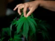 „Criminalizarea alcoolului”. Ironia prin care Partidul SENS îndeamnă Parlamentul să dezincrimineze consumul de droguri