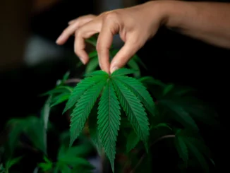 „Criminalizarea alcoolului”. Ironia prin care Partidul SENS îndeamnă Parlamentul să dezincrimineze consumul de droguri
