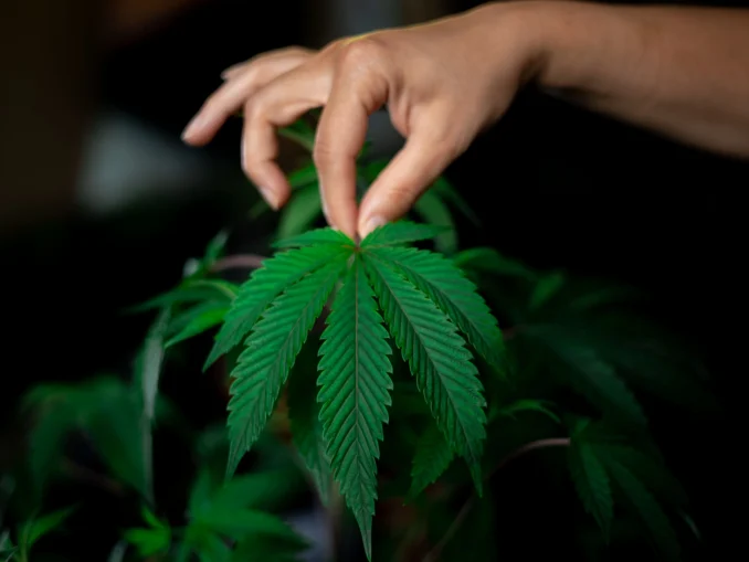 „Criminalizarea alcoolului”. Ironia prin care Partidul SENS îndeamnă Parlamentul să dezincrimineze consumul de droguri