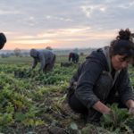 Muncitori agricoli culegând legume într-un câmp din Italia, în condiții de muncă sezoniere, într-o imagine ilustrativă despre exploatarea lucrătorilor.