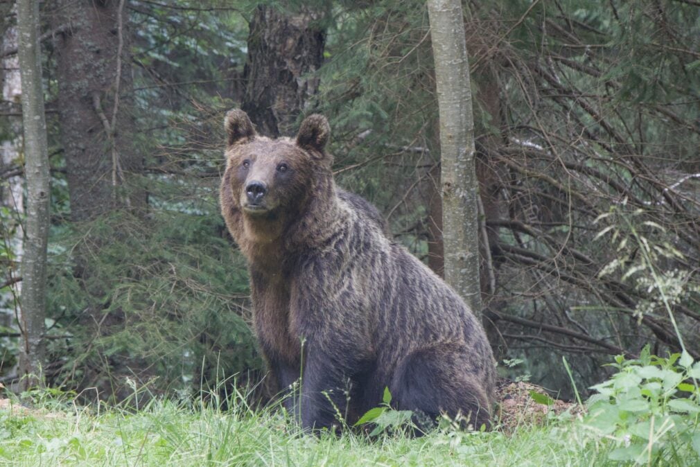 O femeie a fost atacată de urs, în Covasna, în timp ce își ducea copilul la școală