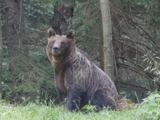 O femeie a fost atacată de urs, în Covasna, în timp ce își ducea copilul la școală