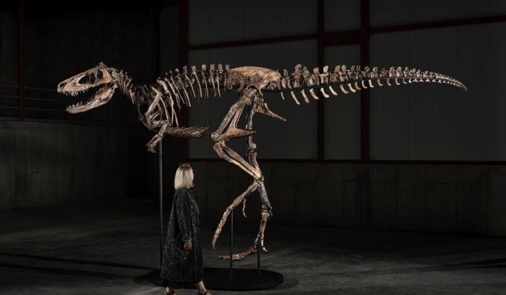 Un schelet rar de dinozaur s-a vândut pentru 47,3 milioane de dolari la o licitație Sotheby’s în New York