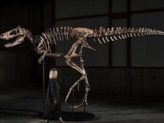 Un schelet rar de dinozaur s-a vândut pentru 47,3 milioane de dolari la o licitație Sotheby’s în New York