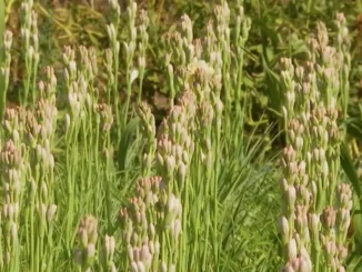Culturile de lux, tot mai prezente în România. Aurul roșu, aurul roz și florile care valorează o avere  