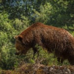 Urs în pădure, în contextul proiectului privind despăgubirea pentru urs ucis ilegal